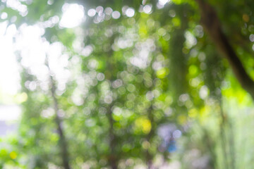 Abstract Bokeh Tree Green colour background in summer of the sun