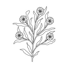 Doodle hand drawn chamomile flower. Line art botanical floral design element