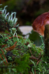Raw green moss in the forest, macro photography
