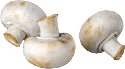 Three Champignons Mushrooms - Isolated
