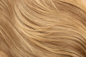 Blond hair close-up as a background. Women's long blonde hair. Beautifully styled wavy shiny curls....