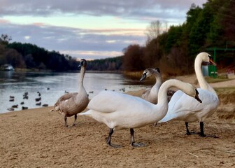 Swans on the banks of the reservoir. Swan family. Landscape of nature with birds. Bird family.