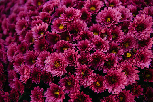 red flowers wallpers