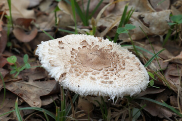 wild mushrooms in the mountains of the Sierra de Guadarrama in Madrid