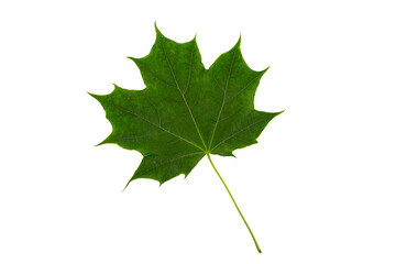 Green maple leaf close-up isolated on white background