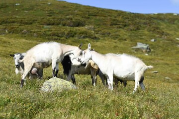 Group of cute goats grazing in the mountain field, close-up