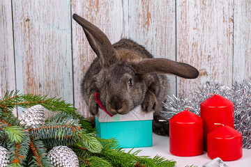A New Year's rabbit with long ears sits on a gift box among spruce branches, candles and ornaments, a symbol of the year 2023