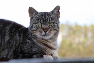 Cute gray furry cat with green eyes looking to a camera, close-up