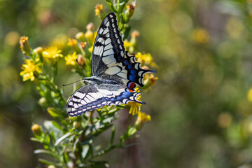 Beautiful butterfly (Papilio machaon) perched on a yellow flower