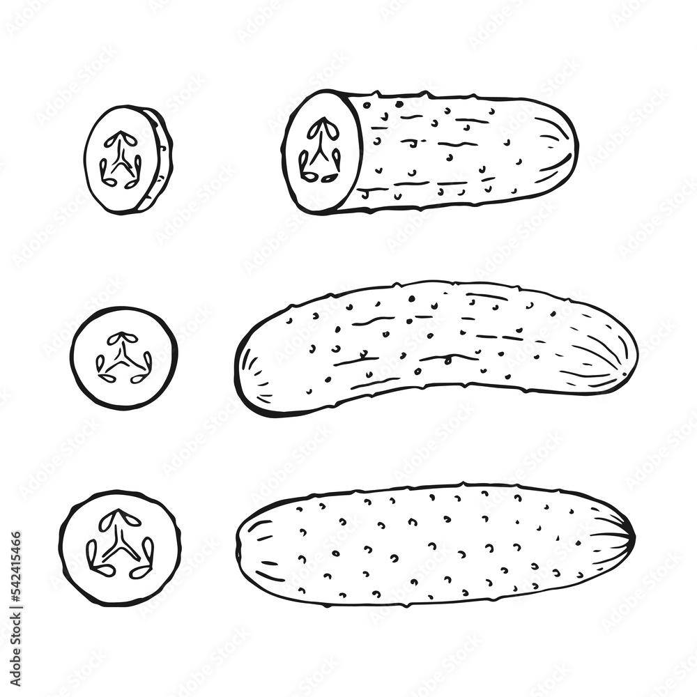 Wall mural Set of cucumber outline. Hand drawn vector illustration. Farm market product, isolated vegetable.