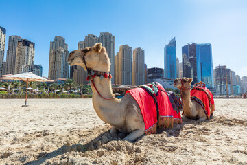 Camels on Dubai jumeirah beach with marina skyscrapers in UAE