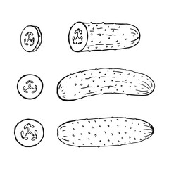 Set of cucumber outline. Hand drawn vector illustration. Farm market product, isolated vegetable.