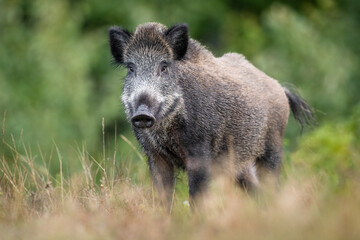 Wild boar in the meadow scenery