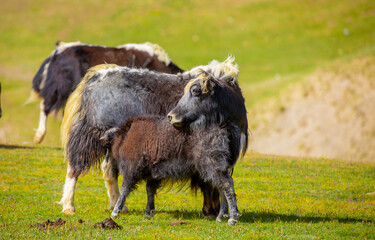 Obraz premium A herd of yaks graze in the mountains. Himalayan big yak in a beautiful landscape. Hairy cow cattle wild animal in nature in Tibet. Sunny summer day in the wild. Farm animal in Nepal and Tibet.