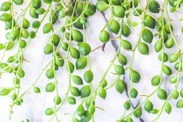 Close up on string of pearls plant