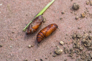 Сhrysalis Noctuidae on the garden soil. Lepidoptera Noctuidae. Agricultural pests.