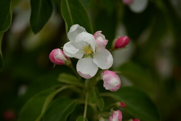 Fototapeta na wymiar soft white apple tree flowers pink and white on the branches, spring nature trees, pear branches leaves buds, gentle background close-up on a spring day