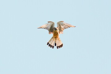 Low angle shot of a common kerstel bird flying in a clear sky