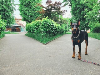 Adult black female Doberman dog in the park