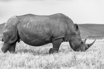 Rhino Bull Grass Plateau Black White Wildlife Animal Reserve.