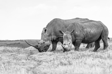 Rhino With Calf Year Old Black White Wildlife Animals