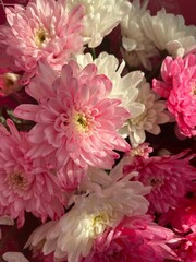 Pink and white chrysanthemum in sunlight
