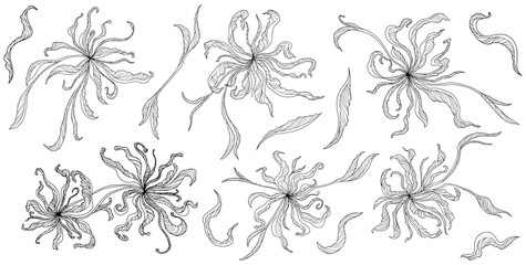 Hand drawn flowers and leaves. Abstract line art.
