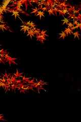 Autumn leaves in Kyoto