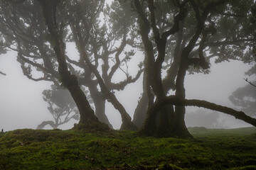 Posto Florestal Fanal on foggy day