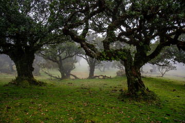 Fototapeta premium Posto Florestal Fanal on foggy day