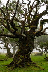 Posto Florestal Fanal on foggy day