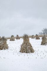 Corn shocks in a snowy field on a cloudy day in Amish country, Ohio