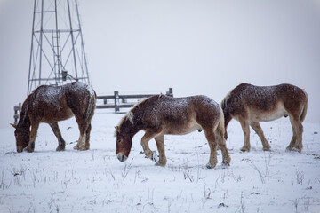Group of three draft horses from an Amish farm grazing in a snowy pasture near the base of a windmill