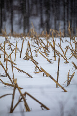 Broken corn stalks in a snowy cornfield in winter with a dark blurry forest in the background