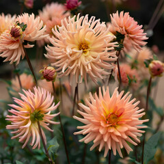 Blooming dahlias in the garden on an autumn cloudy day