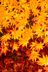Naklejka na ściany i meble Autumn leaves in Kyoto
