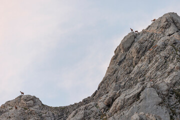 Rebecos en su entorno natural en las cumbres del Parque Nacional de Picos de Europa.