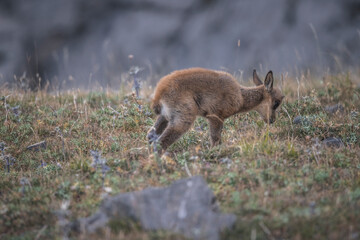 Rebecos en su entorno natural en las cumbres del Parque Nacional de Picos de Europa.