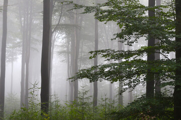 Mist and fog in a beech forest in July, a kind of fairy tale atmosphere