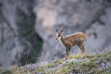 Rebecos en su entorno natural en las cumbres del Parque Nacional de Picos de Europa.