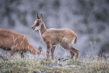 Rebecos en su entorno natural en las cumbres del Parque Nacional de Picos de Europa.