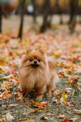 Pomeranian spitz dog in autumn park. Autumn dog. Dog walking in autumn park