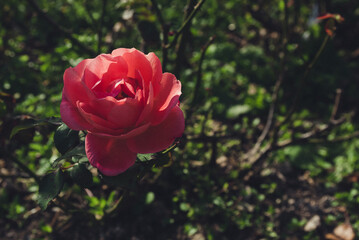 Selective focus. Beautiful floral background. Spring.