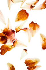 Fototapeta na wymiar Peony flower arrangement isolated on white background