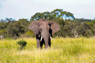 Fototapeta premium African Wildlife