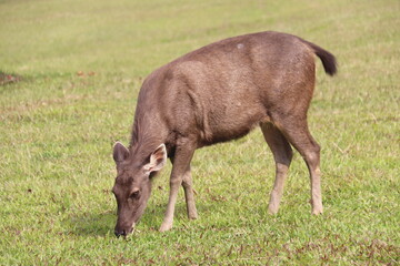 Fototapeta premium Wild deer are eating grass in the meadow