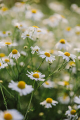 Blooming daisies close-up on a chamomile summer field