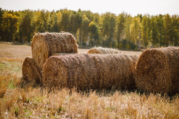 round straw stack in the field after harvest