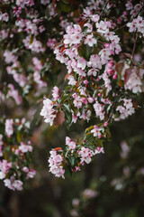 Delicate pink flowers of an apple tree in a spring garden. close-up