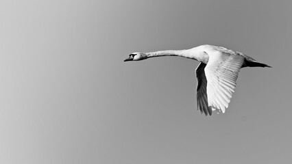 Grayscale of a mute swan, Cygnus olor, captured during a flight high in the sky